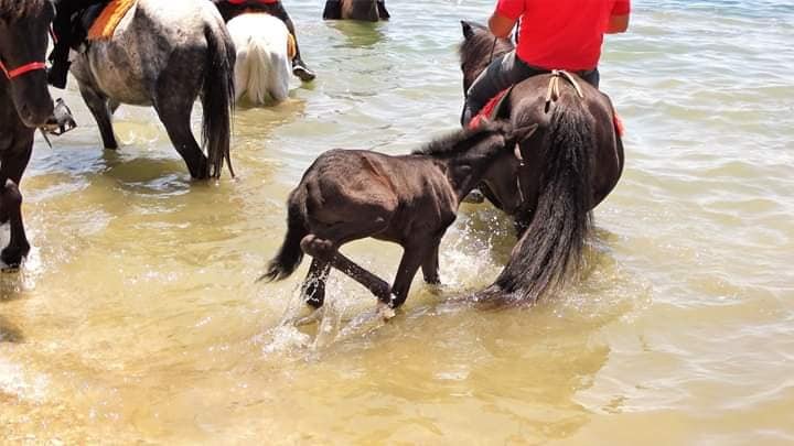Blessing of horses in Kala Nera